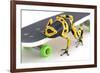 Frog on a Skateboard-null-Framed Photographic Print