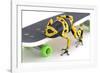 Frog on a Skateboard-null-Framed Photographic Print