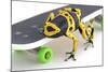 Frog on a Skateboard-null-Mounted Photographic Print