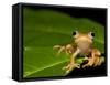 Frog on Leaf, Madagascar-Edwin Giesbers-Framed Stretched Canvas