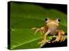 Frog on Leaf, Madagascar-Edwin Giesbers-Stretched Canvas