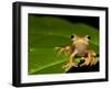 Frog on Leaf, Madagascar-Edwin Giesbers-Framed Photographic Print