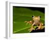 Frog on Leaf, Madagascar-Edwin Giesbers-Framed Photographic Print