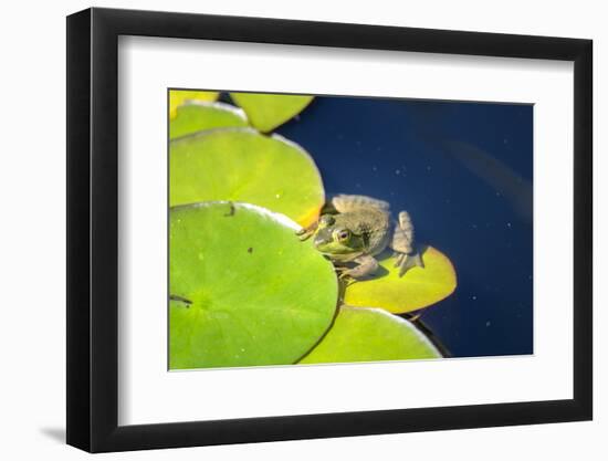Frog On Lily Pad, Usa-Lisa S. Engelbrecht-Framed Photographic Print