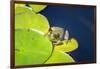 Frog On Lily Pad, Usa-Lisa S. Engelbrecht-Framed Photographic Print