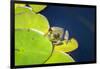 Frog On Lily Pad, Usa-Lisa S. Engelbrecht-Framed Photographic Print