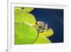 Frog On Lily Pad, Usa-Lisa S. Engelbrecht-Framed Photographic Print