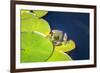 Frog On Lily Pad, Usa-Lisa S. Engelbrecht-Framed Photographic Print