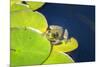 Frog On Lily Pad, Usa-Lisa S. Engelbrecht-Mounted Photographic Print