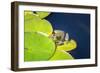 Frog On Lily Pad, Usa-Lisa S. Engelbrecht-Framed Photographic Print