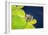 Frog On Lily Pad, Usa-Lisa S. Engelbrecht-Framed Photographic Print