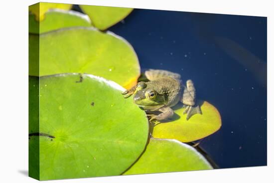 Frog On Lily Pad, Usa-Lisa S. Engelbrecht-Stretched Canvas