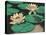 Frog on Lily Pad-null-Stretched Canvas