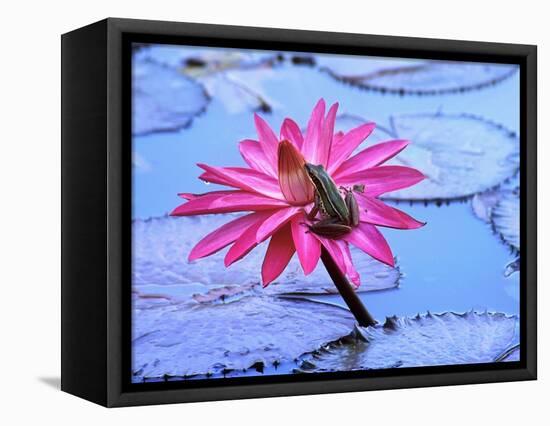 Frog on water lily in pond-Fadil-Framed Stretched Canvas