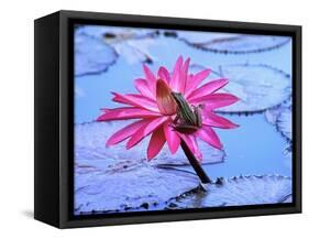 Frog on water lily in pond-Fadil-Framed Stretched Canvas