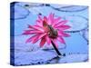 Frog on water lily in pond-Fadil-Stretched Canvas