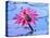 Frog on water lily in pond-Fadil-Stretched Canvas