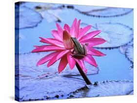 Frog on water lily in pond-Fadil-Stretched Canvas