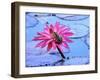 Frog on water lily in pond-Fadil-Framed Premium Photographic Print