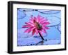 Frog on water lily in pond-Fadil-Framed Premium Photographic Print