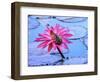 Frog on water lily in pond-Fadil-Framed Photographic Print