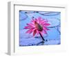 Frog on water lily in pond-Fadil-Framed Photographic Print