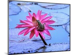 Frog on water lily in pond-Fadil-Mounted Photographic Print