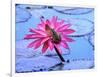 Frog on water lily in pond-Fadil-Framed Photographic Print