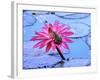 Frog on water lily in pond-Fadil-Framed Photographic Print