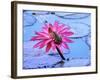 Frog on water lily in pond-Fadil-Framed Photographic Print