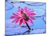 Frog on water lily in pond-Fadil-Mounted Photographic Print