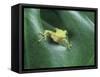 Frog Peeking Out From Leaf-David Aubrey-Framed Stretched Canvas