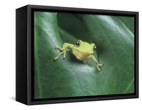 Frog Peeking Out From Leaf-David Aubrey-Framed Stretched Canvas