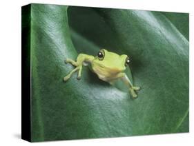 Frog Peeking Out From Leaf-David Aubrey-Stretched Canvas