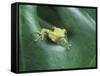 Frog Peeking Out From Leaf-David Aubrey-Framed Stretched Canvas