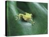 Frog Peeking Out From Leaf-David Aubrey-Stretched Canvas