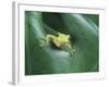 Frog Peeking Out From Leaf-David Aubrey-Framed Photographic Print