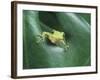 Frog Peeking Out From Leaf-David Aubrey-Framed Photographic Print
