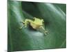 Frog Peeking Out From Leaf-David Aubrey-Mounted Photographic Print