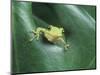 Frog Peeking Out From Leaf-David Aubrey-Mounted Photographic Print