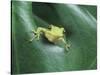 Frog Peeking Out From Leaf-David Aubrey-Stretched Canvas