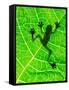 Frog Shadow on the Leaf-Patryk Kosmider-Framed Stretched Canvas