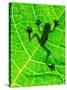 Frog Shadow on the Leaf-Patryk Kosmider-Stretched Canvas