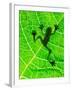 Frog Shadow on the Leaf-Patryk Kosmider-Framed Photographic Print