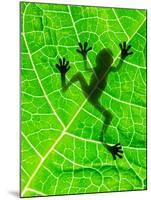 Frog Shadow on the Leaf-Patryk Kosmider-Mounted Photographic Print