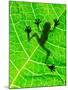 Frog Shadow on the Leaf-Patryk Kosmider-Mounted Photographic Print