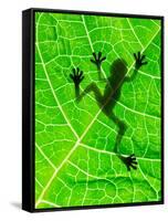 Frog Shadow on the Leaf-Patryk Kosmider-Framed Stretched Canvas