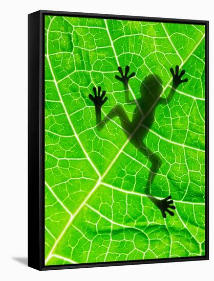 Frog Shadow on the Leaf-Patryk Kosmider-Framed Stretched Canvas