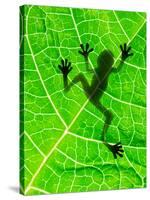 Frog Shadow on the Leaf-Patryk Kosmider-Stretched Canvas