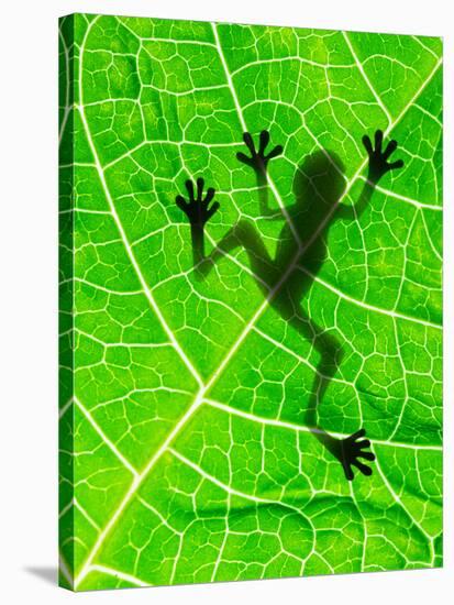 Frog Shadow on the Leaf-Patryk Kosmider-Stretched Canvas